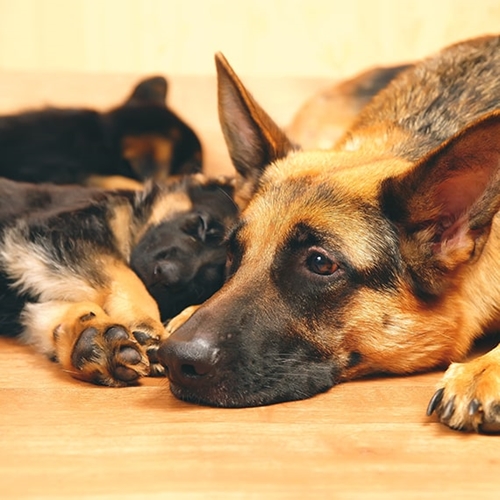 German Shepherd Puppies Nc