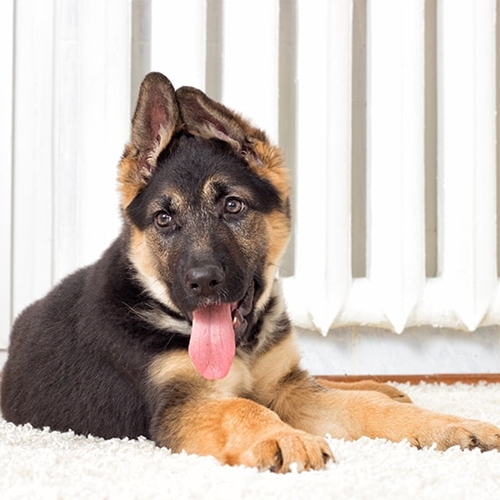 how many calories does a german shepherd puppy need