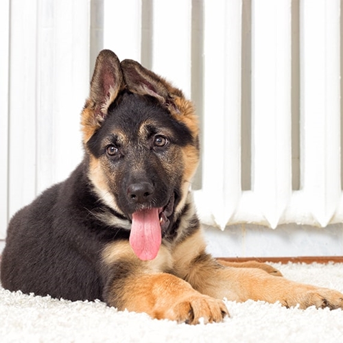 Irk Standartlari German Shepherd Colors German Shepherd Training German Shepherd Ears