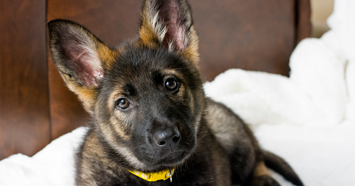 how big are german shepherds at 3 months