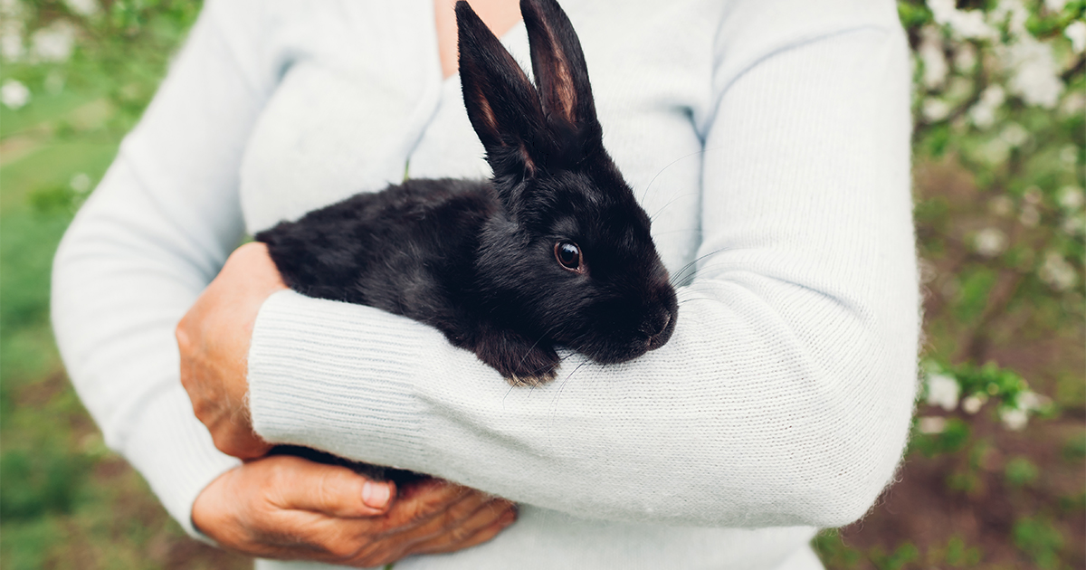 How to handle a rabbit safely - PDSA