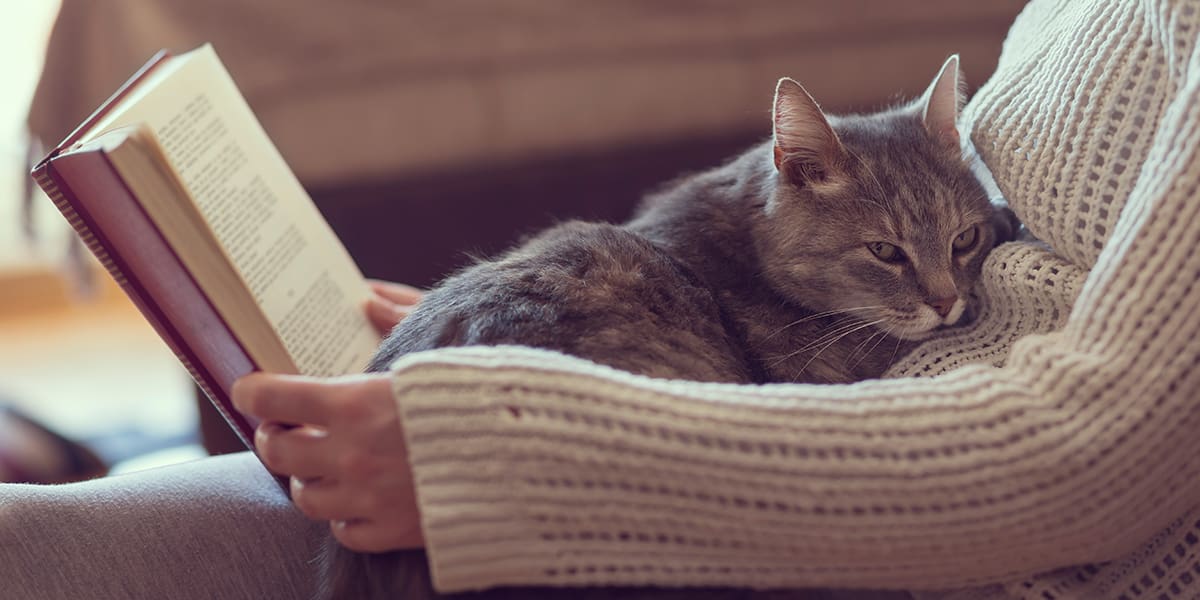 Cat on owner's lap