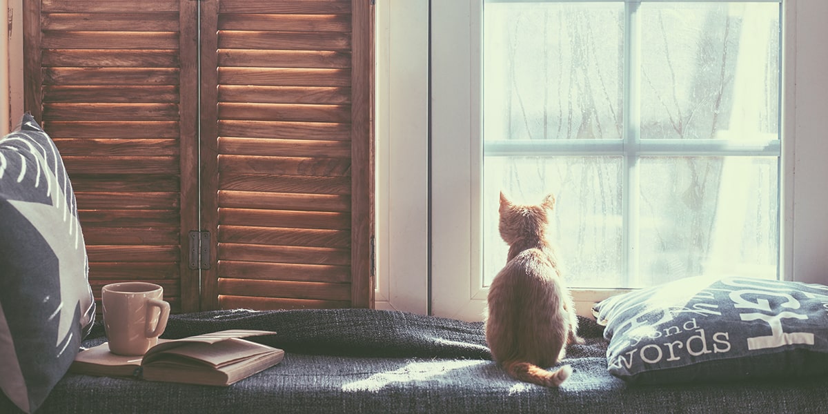 Cat looking out of window