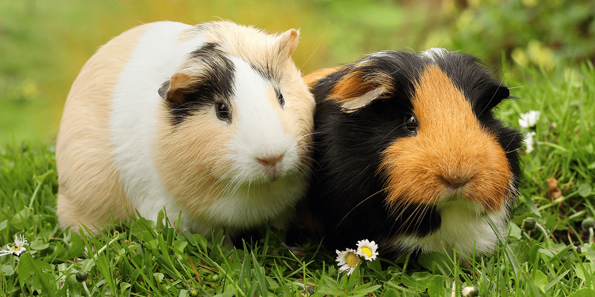 what to do with a new guinea pig