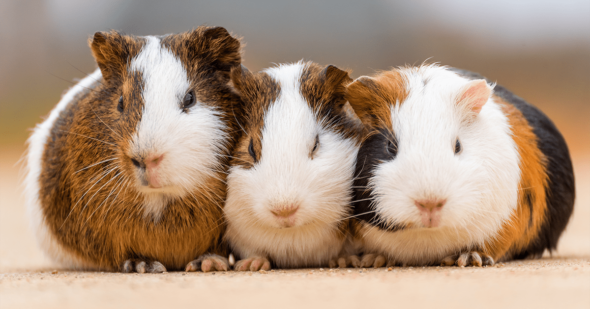 male guinea pigs fighting