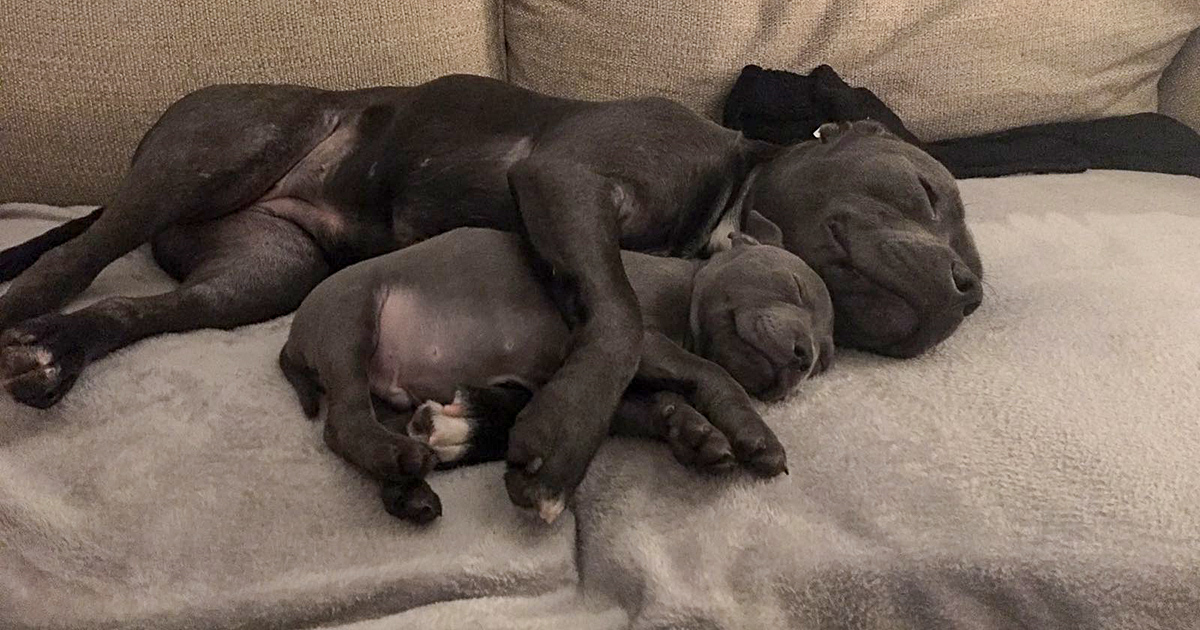 Introducing puppies sales to other dogs