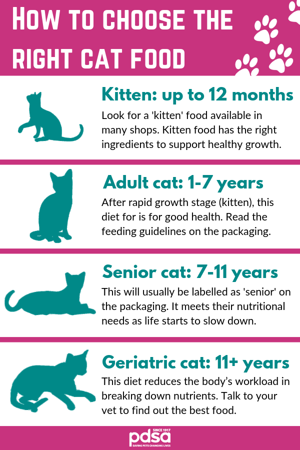 How Much Should You Feed A Cat Wet Food Cat Lovster
