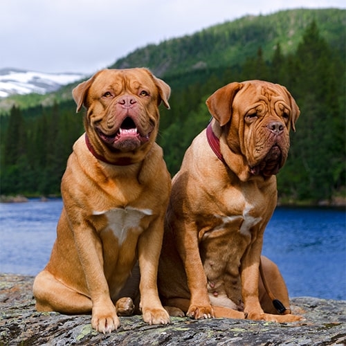 Dogue De Bordeaux Pdsa Dogue De Bordeaux Pdsa