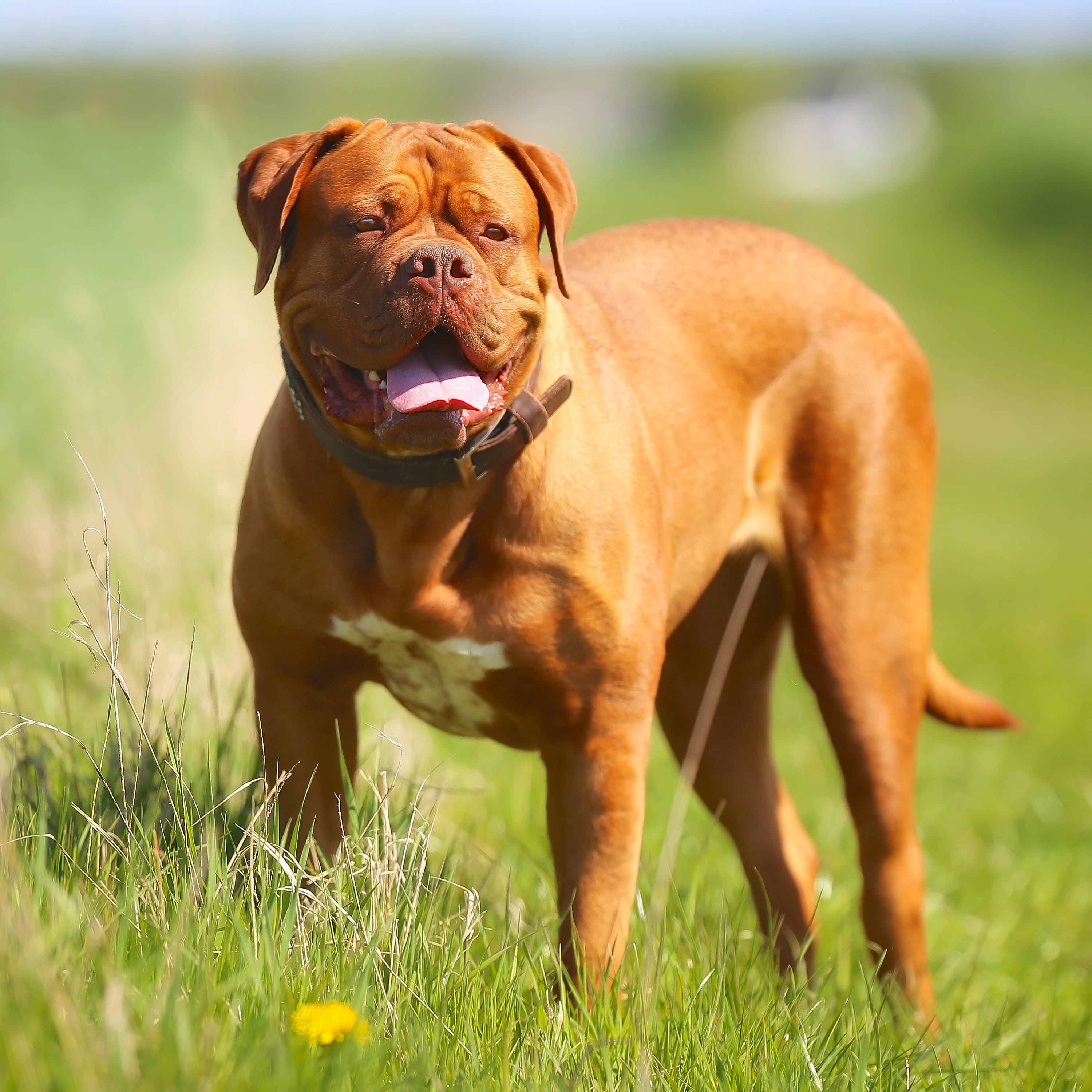 dogue de bordeaux x staffy