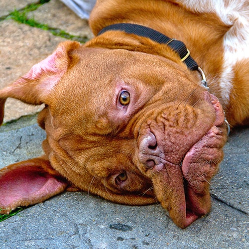 dogue de bordeaux for adoption