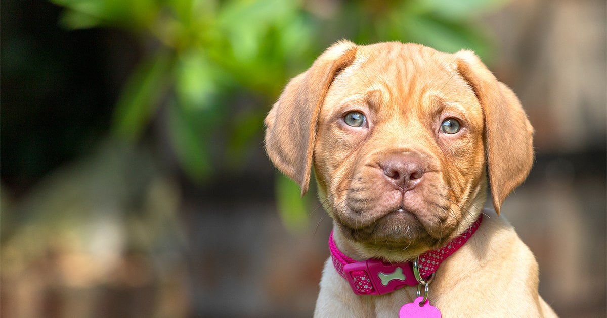 is french mastiff a good family dog