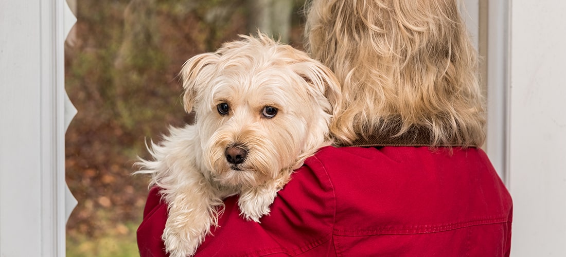 Dog getting cuddled