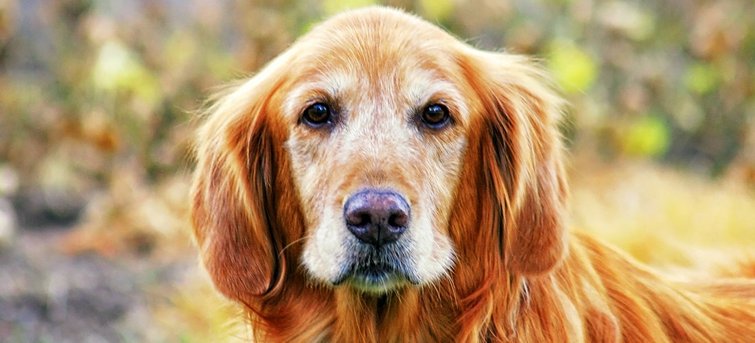 Dog maintaining eye contact with camera