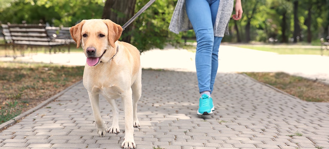 Young golden Labrador out for a walk in a park