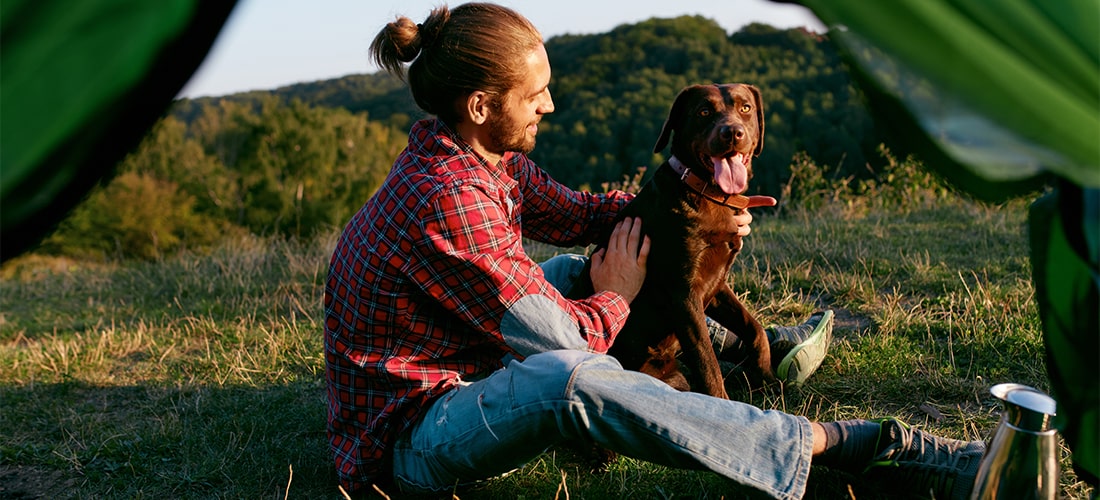 Brown Lab camping with owner who is wearing a check shirt