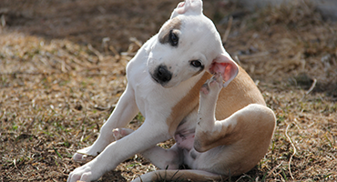 Puppy scratching their ear