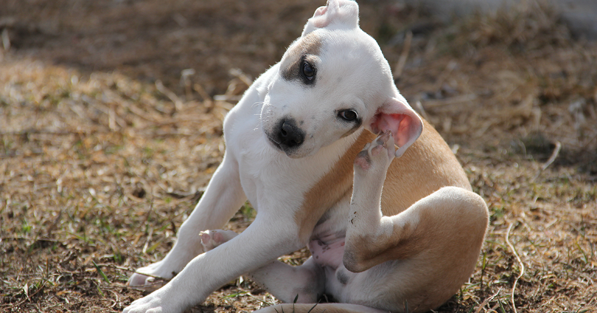 how to help a dog with ear mites