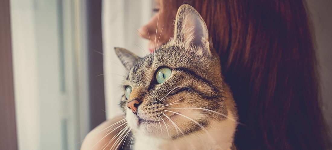 Tabby cat in woman's arms looking out of window