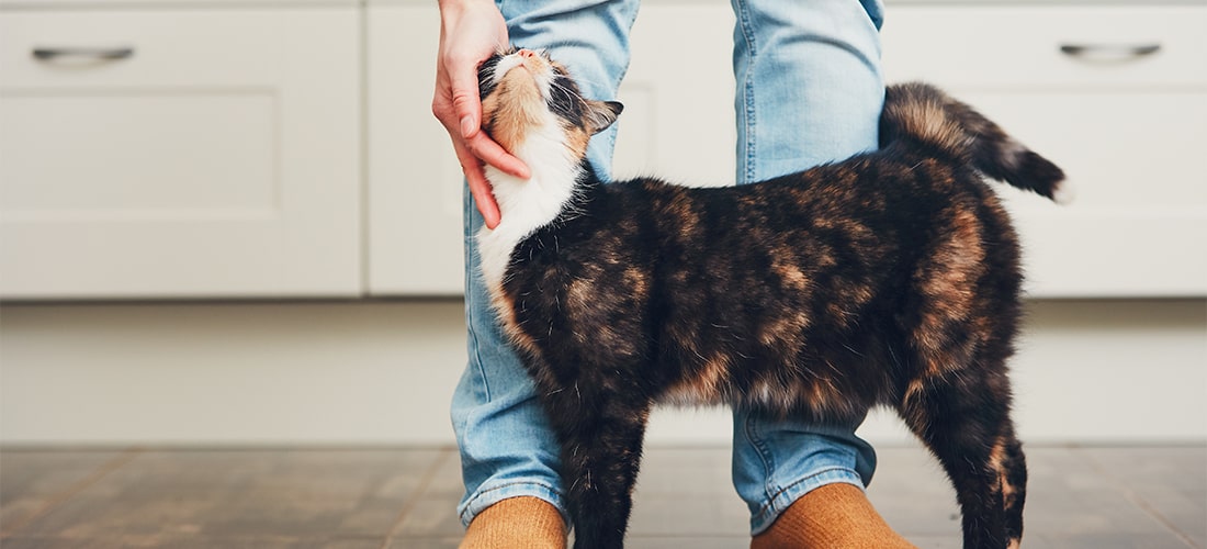 Black, white & ginger cat being stroked by person in light jeans