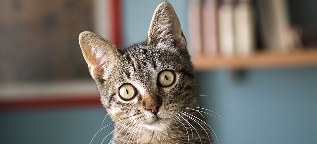 Wide-eyed cat with narrow pupils making direct eye contact