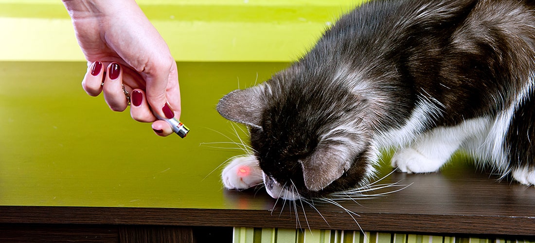 Confused cat looking under paw for laser pointer beam