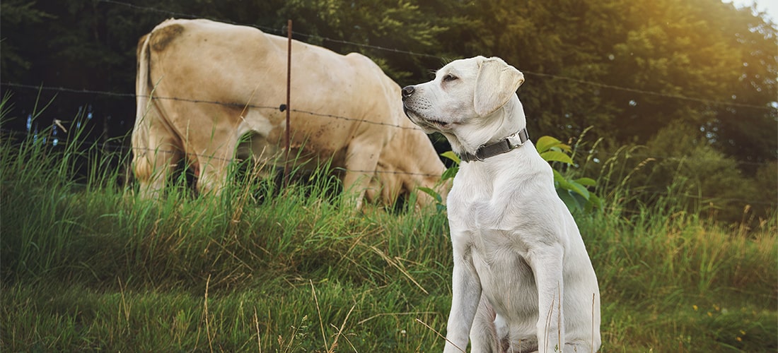 Dog sitting on a country trail, separated from a cow in the background by a wire fence.