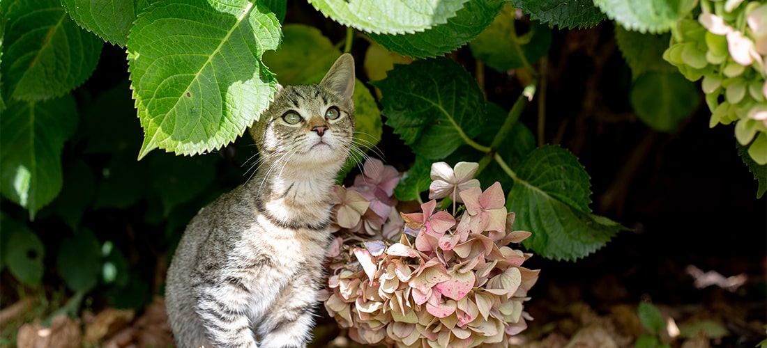 Cat hiding under bushes looking out