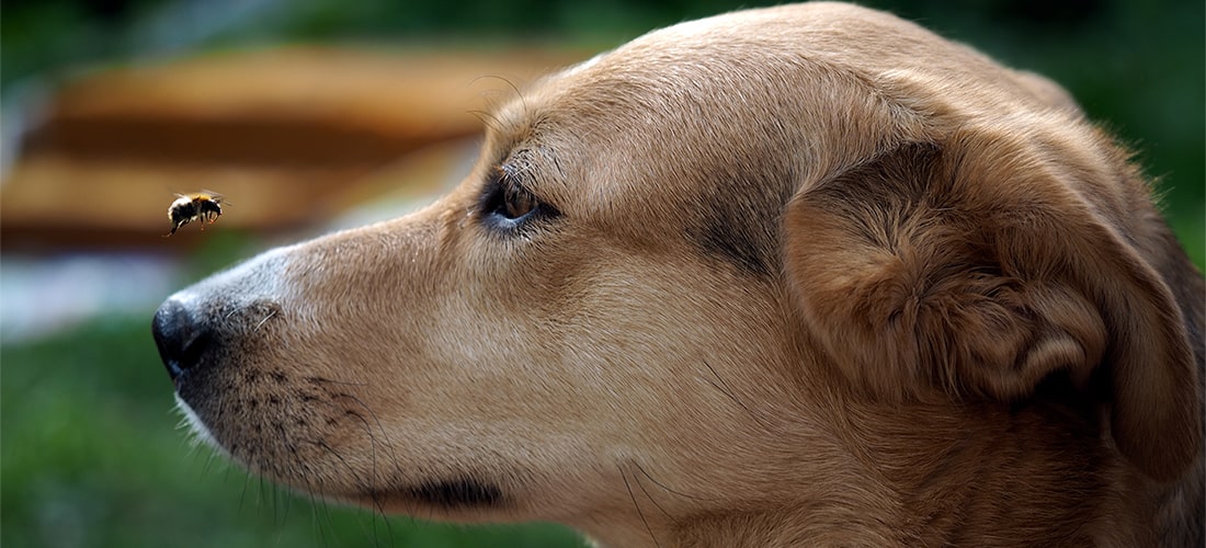 Dog staring at bee that is flying eye-level with it