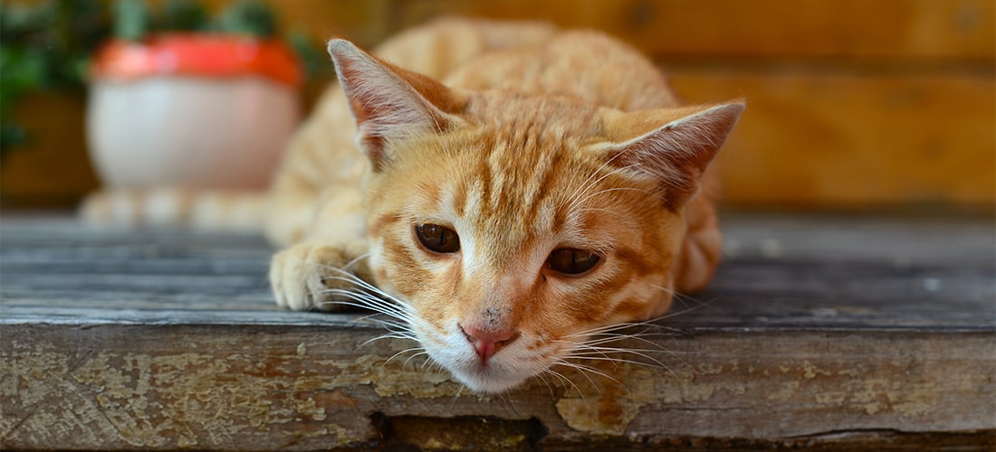 ginger cat looking sad
