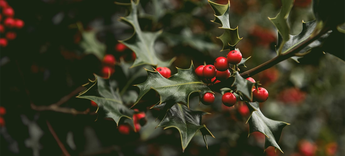 are holly bushes poisonous to dogs