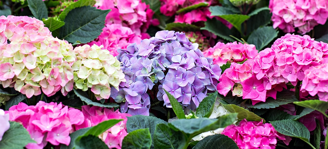 is hydrangea poisonous for dogs