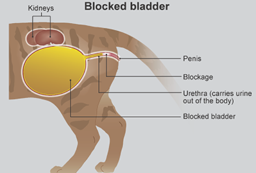 illustration of bladder blockage in cats