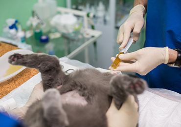 Photo of cat having their bladder drained by a vet