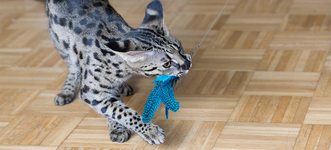 Photo of an F1 Savannah cat playing