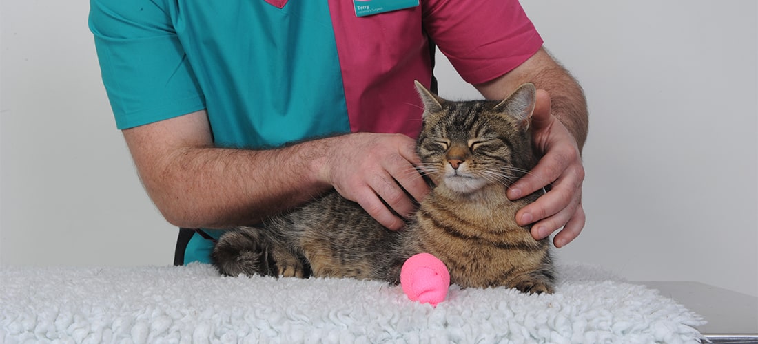 Vet handling cat