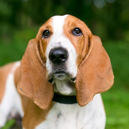 4 the hounds basset sales rescue