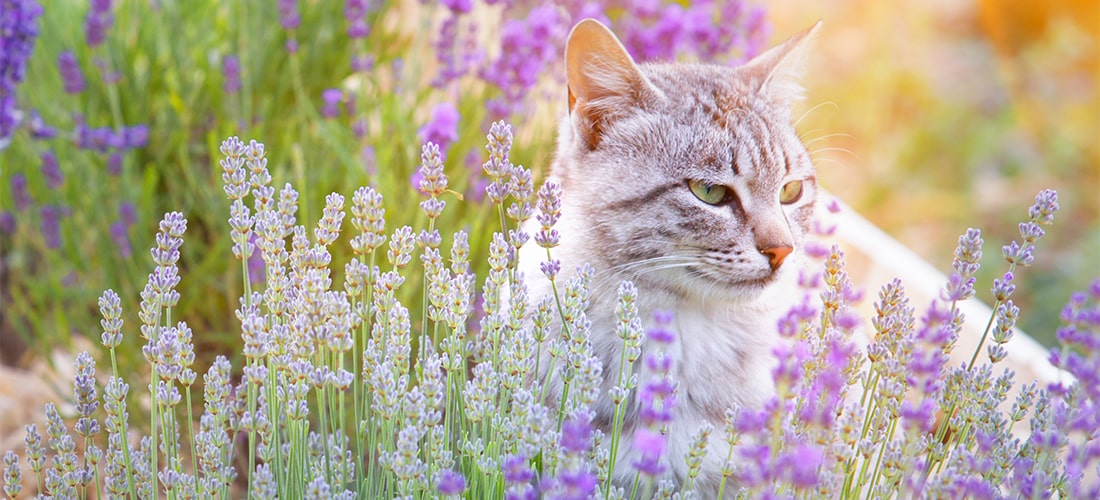 Create A Cat Friendly Garden Your