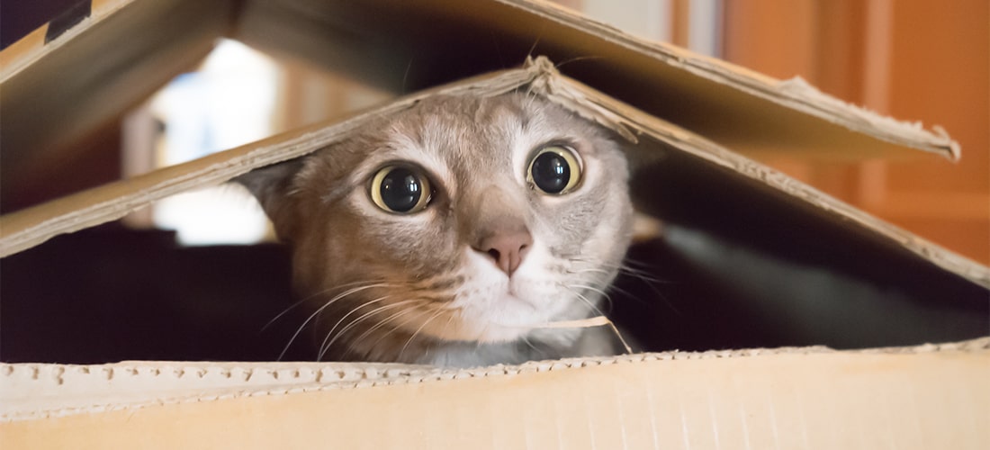 Photo of a cat in a box