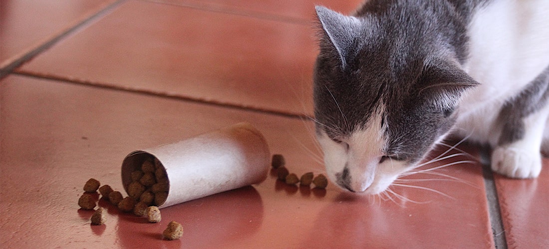 Photo of a cat playing with a homemade puzzle feeder