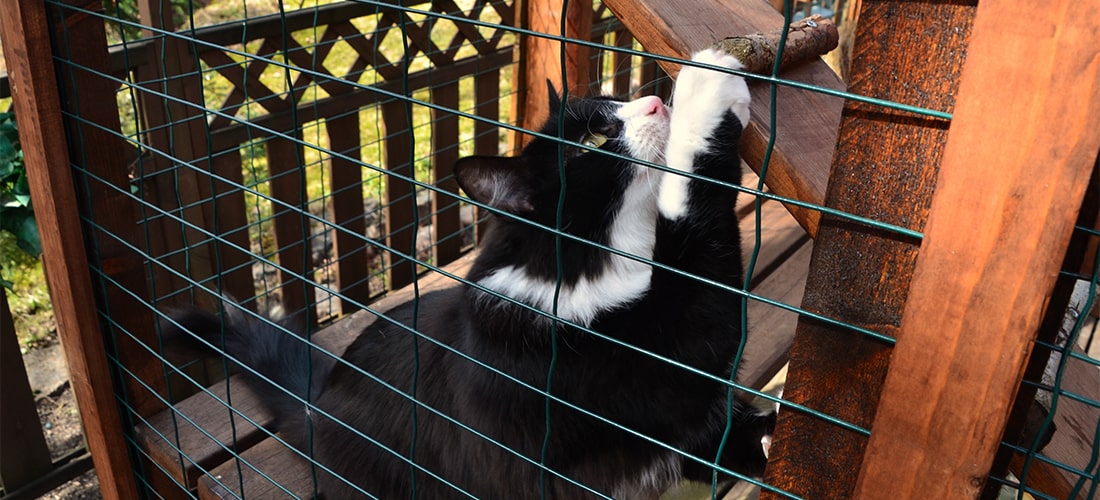 Cat in a catio