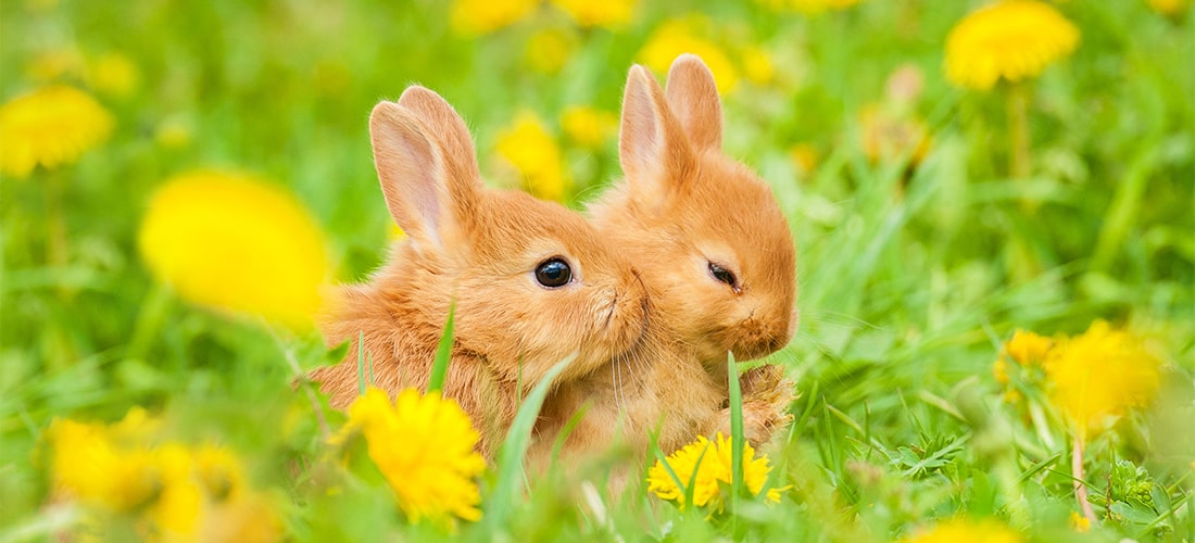 Two ginger rabbits cuddling