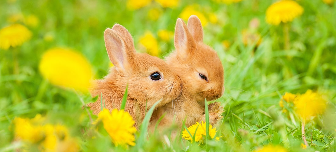 Two ginger rabbits cuddling 