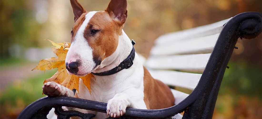 English Bull Terrier Lying on a bench during Autumn