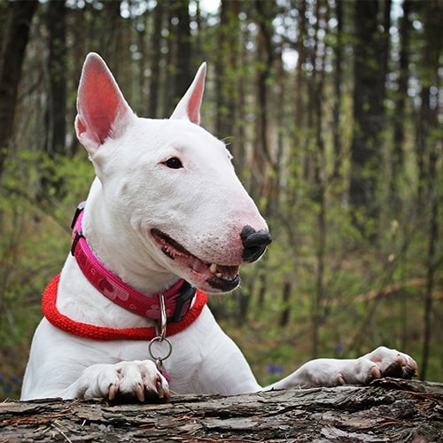 English Bull Terrier - PDSA