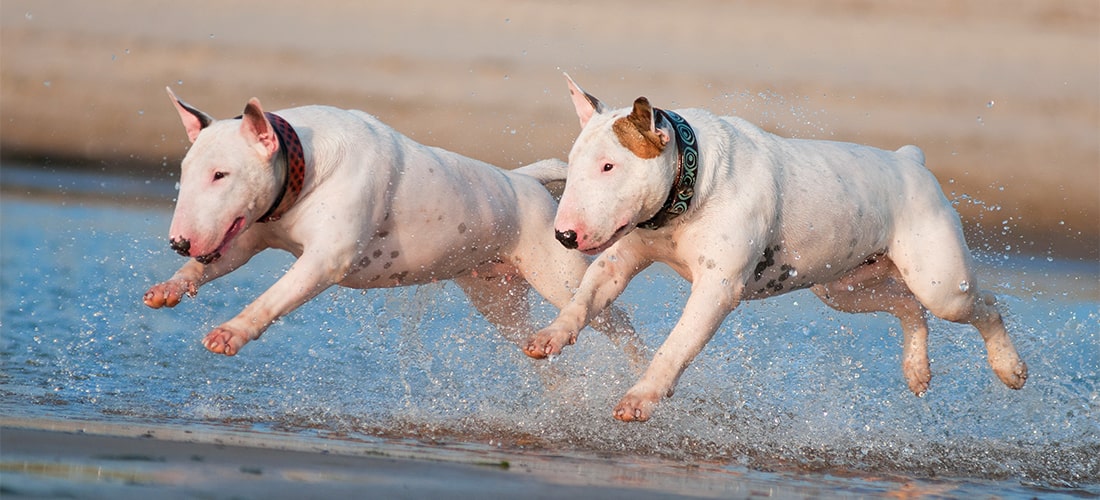 Two English Bull Terriers running side-by-side on a beach