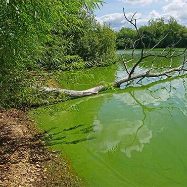 blue green algae in pond min