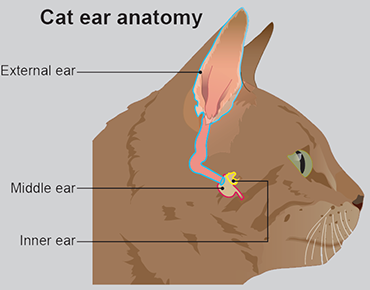 Ear problems in cats - PDSA