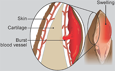 Illustration showing aural haematoma in cats