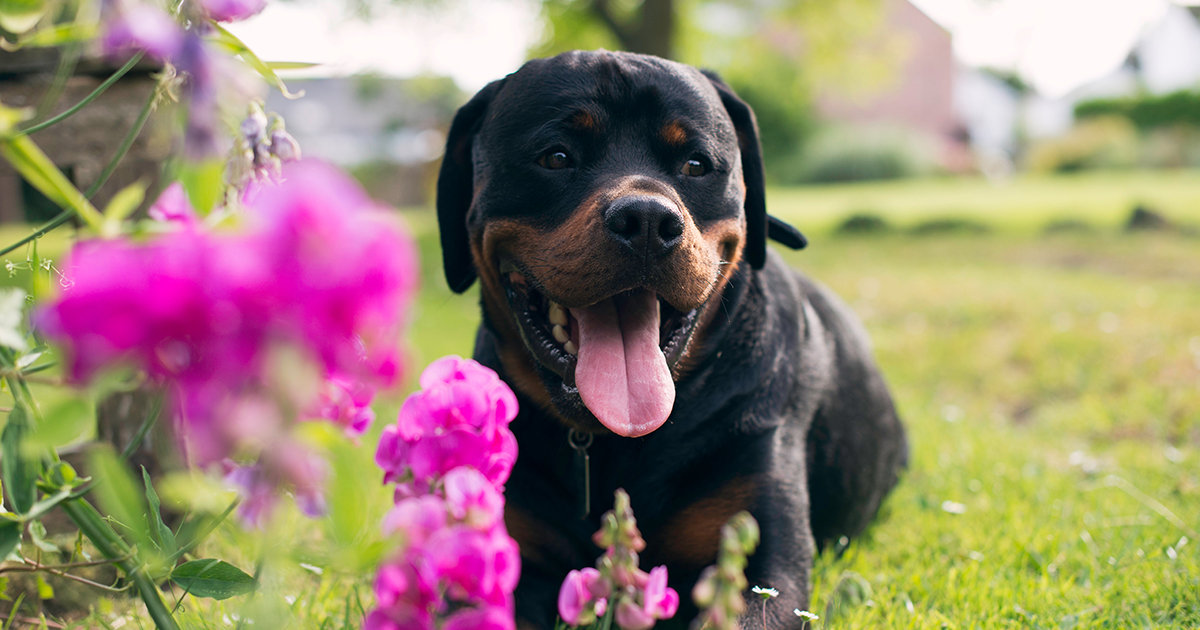 rottweiler good with other dogs