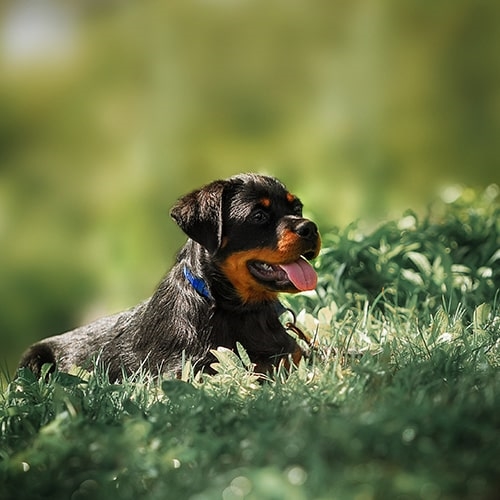 how to choose a rottweiler breeder